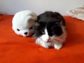 Boris (7)